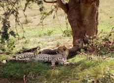 Safari am See Manyara, Ngorongoro & Tarangire Rundreise