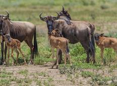 9 Days Tanzania Wildebeest Calving Season Migration Package Tour