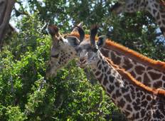 7 Dagen Geweldige Safari naar de Masai Mara Nakuru Naivasha en Samburu Parken met een gratis eerste overnachting in het Decasa Hotel.-rondreis
