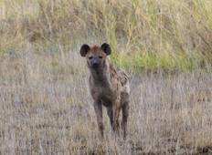 3 Tage, 2 Nächte Amboseli Nationalpark Ab Nairobi Rundreise
