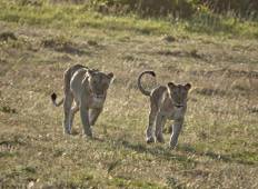Kenia und Tansania Low Budget Camping Safari - Privatrundreise - 5 Tage Rundreise