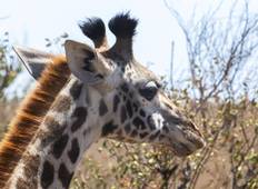 Kenia und Tansania Safari ab Nairobi - 12 Tage Rundreise