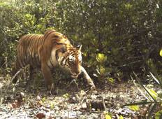Sundarban Dschungel-Safari Rundreise