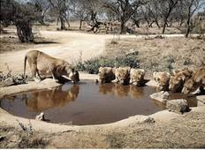 Pilanesberg 2 Day Magical Safari Tour