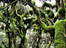 Enjoy the fascinating National Park and crater Lakes of Ethiopia Tour