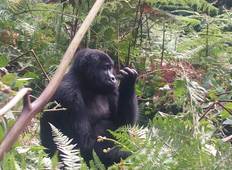 Gorilla Tracking Batwa Kultur Bunyonyi See Entspannung (3 Tage) Rundreise