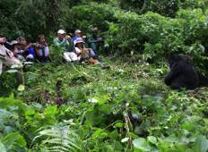 Gorillas und Schimpansen Luxus Trekking Abenteuer - 5 Tage Rundreise