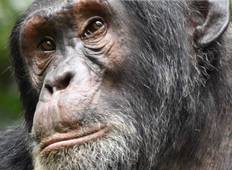 Ontmoeting met primaten en wildsafari in Oeganda-rondreis