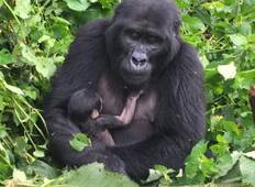 Gorillas Trekking in Uganda über Kigali, Ruanda Rundreise