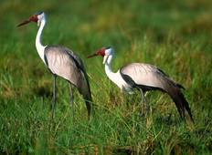 Vogelbeobachtungsreise in Äthiopien Rundreise