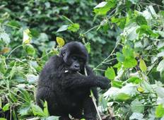 Uganda Gorilla Trekking, Big Five & Großkatzen von Ruanda - 7 Tage  Rundreise