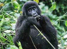 Uganda Gorilla Trekking & Wildlife Rundreise - 8 Tage Rundreise