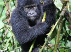 Uganda Gorilla Trekking & Wanderung zum Grab der mysteriösen Dian Fossey - 6 Tage Rundreise