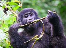 Uganda Gorillas & Ruanda Wildlife Safari - 9 Tage  Rundreise