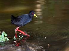 Vogelbeobachtung in Äthiopien Rundreise