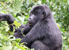 Kalinzu Forest - Schimpansen und Gorillas Trekking-Safari (3 Tage) Rundreise