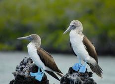 10 Tage Inselhüpfen von Galapagos - Santa Cruz und Isabela Rundreise