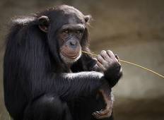 Uganda Entdeckungsreise: Gorillas und Tierwelt Rundreise