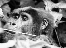 Uganda: Wildtier- & Primaten-Safari - 9 Tage Rundreise