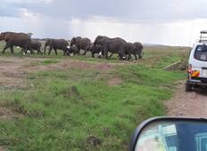 Amboseli Nationalpark Safari (garantierte Durchführung) - 2 Tage Rundreise