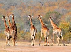3 Tage Private Safari in Tansania Rundreise