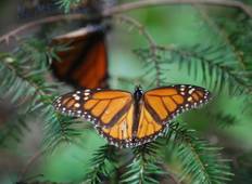 Monarchvlindertocht in Mexico-rondreis