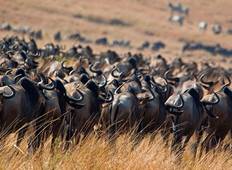 10 Days Great Migration Crossing Mara river Safari Package Tour