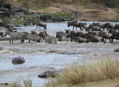 5 Tage Masai Mara Migration Safari Rundreise
