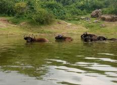 6 dagen gorilla- en wildsafari in Oeganda-rondreis