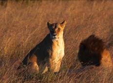 7 dagen Kenia en Tanzania combineren safari-rondreis