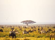 Serengeti Tierwanderung Safari - 7 Tage Rundreise