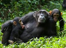 Uganda Wildlife Abenteuer Safari - 7 Tage Rundreise