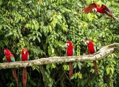 4/3 Iquitos Dschungel Regenwald Rundreise