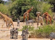 Lodge-Safari in Tansania (Luxus) - 5 Tage Rundreise