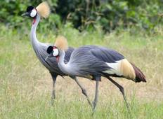 The Birds and the Beasts of Uganda Tour