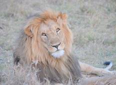 Safari Kenia Entdeckungsreise (7 Tage) Rundreise