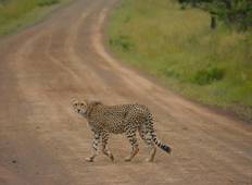 5 Days wildlife Adventure - Nairobi Tour