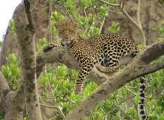 Murchison Falls Vacation Including Big 5 Sighting Tour