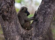 Rwanda Primaten Safari\'s-rondreis