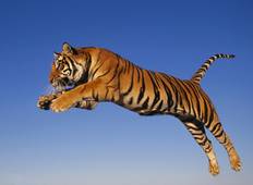 7 Days Delhi Agra Jaipur Ranthambore Udaipur Tour {Taj, Tigers, Wildlife, Lakes & More} Rundreise
