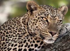 Tansania Gruppensafari (Heimat der Big Five) - 8 Tage/7 Nächte Rundreise