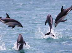 Kaikoura Wale und Delfine - 2 Tage Rundreise