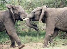 Best of Kruger Park Experience 3 Tage/2 Nächte Rundreise