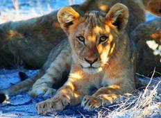 Etosha Express Safari 3 Dagen / 2 Nachten-rondreis