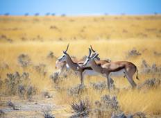 Etosha Nationalpark & Swakopmund Safari 4 Tage/ 3 Nächte (Komfort) Rundreise