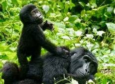 5 Day Gorillas and Tree Climbing lions Tour
