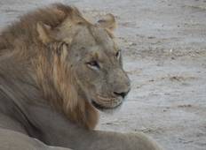 9 Tage Juwelen aus Südtansania fliegen in Safari Rundreise