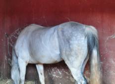 Morocco Horse Riding Trails Tour