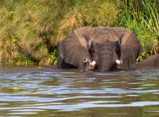 3 Tage 2 Nächte Murchison Falls Wildlife Safari (Luxus) Rundreise