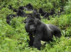 Ruanda Gorilla Trekking -  3 Tage Rundreise